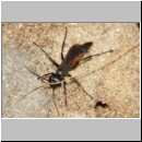 Arachnospila anceps - Wegwespe w002a 7-8mm - OS-Wallenhorst-Sandgrube-det.jpg